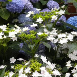 Hydrangea Fuji Waterfall - Pb6.5 (10/50)