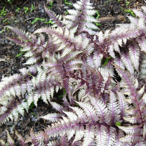 Athyrium Ursula's Red, Japanese Painted Fern - 2Ltr - Image 2