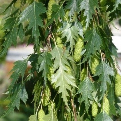 Betula Dalecarlica, Cutleaf Weeping Birch - 25Ltr - Image 2