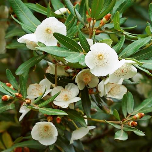 Eucryphia moorei, Pinkwood - Pb18 - Image 2