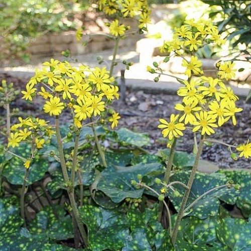 Farfugium j. 'Aureomaculatum', Ligularia The Leopard - Image 2
