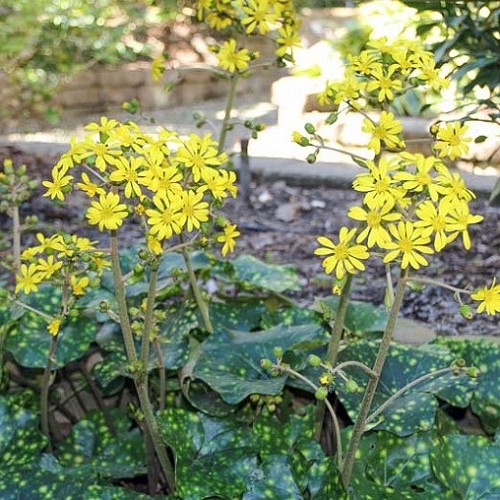 Farfugium j. 'Aureomaculatum', Ligularia The Leopard