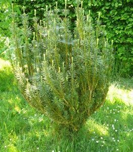 Cephalotaxus harringtonia - Pb12