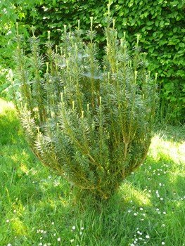 Cephalotaxus harringtonia - Pb12