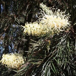 Grevillea Moonlight - Pb6.5 (150/180)
