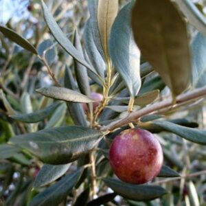 Olive Ascolano - 2Ltr/3.5Ltr (110/150)