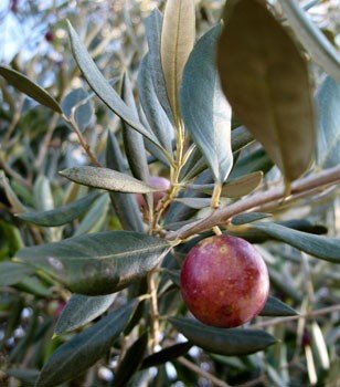 Olive Ascolano - 2Ltr/3.5Ltr (110/150)