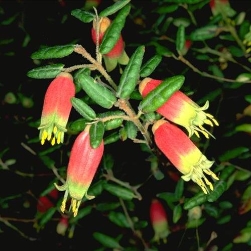 Correa reflexa - Pb6.5 - Image 2