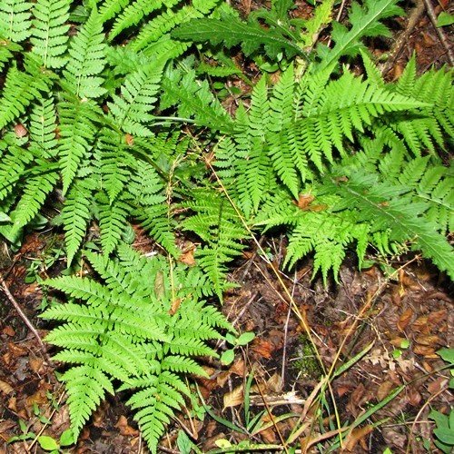 Dryopteris carthusiana, Toothed Wood Fern - Pb6.5 - Image 2