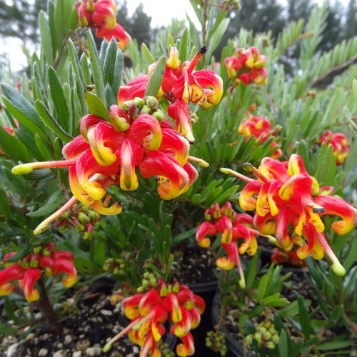 Grevillea Ignite - 2.5Ltr - Image 2