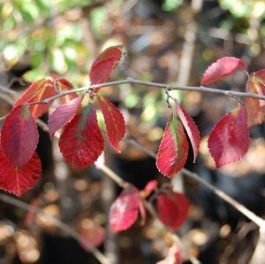 Ulmus Frontier - Pb12