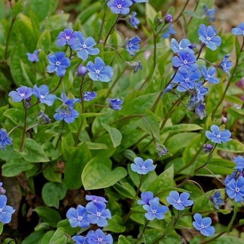 Omphalodes verna, Blue-eyed Mary - 1.5L