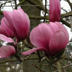 Magnolia Serene - Pb28