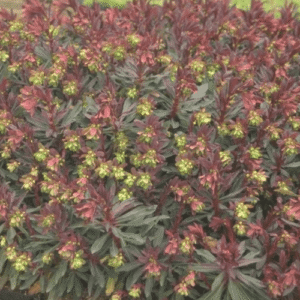 Euphorbia dulcis Chameleon, Chameleon Spurge - 2.4Ltr