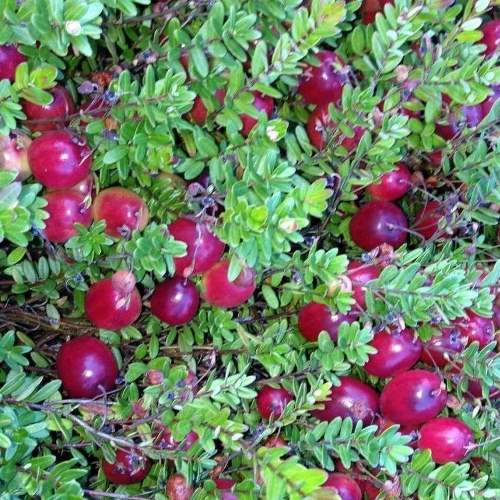 Cranberry Bramley - Pb6.5 - Image 2