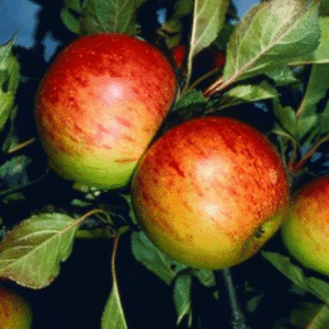 Apple Sunset - Pb12