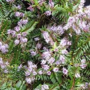 Hebe Ohakea - Pb5