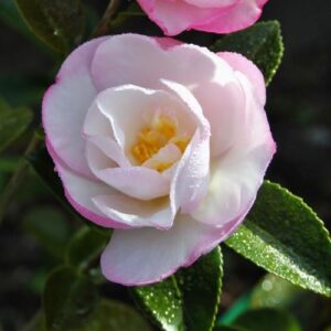 Camellia Paradise Blush - pb5 (65/75)