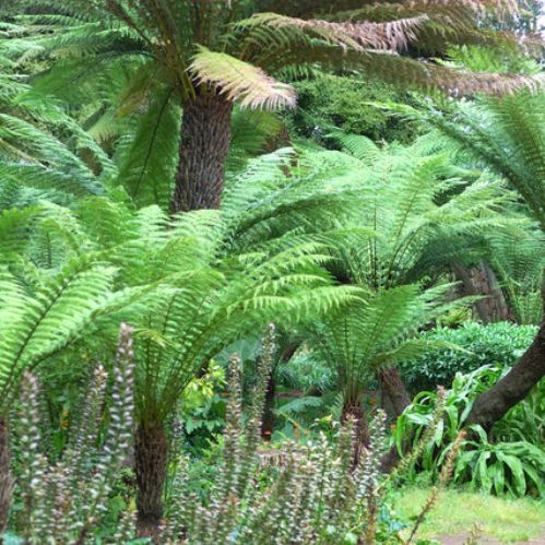 Dicksonia antarctica, Soft Tree Fern - 2.5Ltr - Image 2