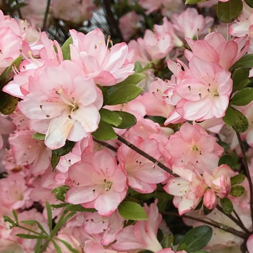 Azalea Apple Blossom - 1.25Ltr - Image 2