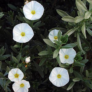 Convolvulus cneorum - Tube