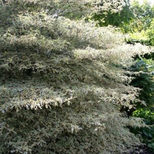 Cornus alternifolia Variegata - 45L