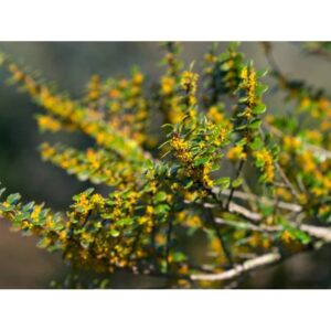 Azara microphylla, Vanilla Tree - Pb5 (50/150)