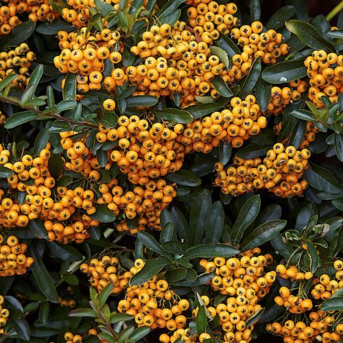 Pyracantha Shawnee, Firethorn - Pb6.5 - Image 2