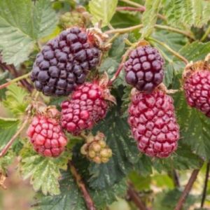 Boysenberry Jewel - Pb6.5/3Ltr