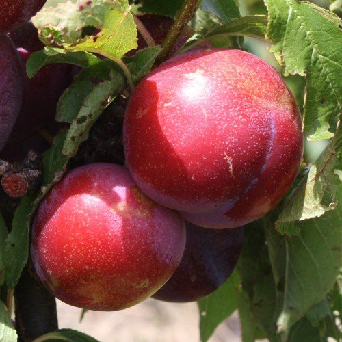 Plum Fortune - Pb18