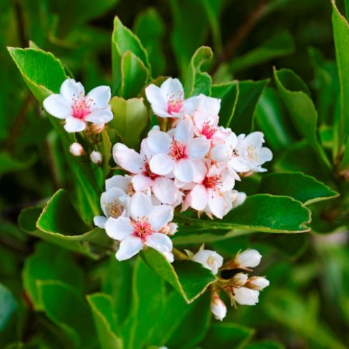 Rhaphiolepis i. Fergusonii, Indian Hawthorn - - Image 2
