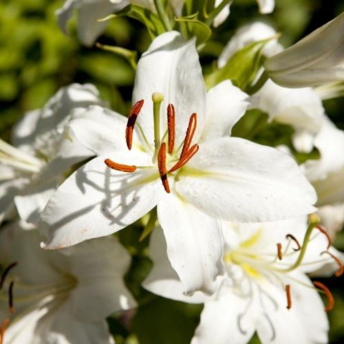 Christmas Lily, Snow Queen - 2.5Ltr (60/100) - Image 2