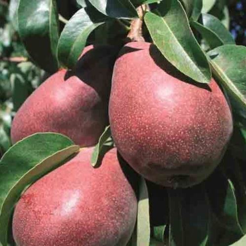 Pear Starkrimson, Crimson Pear - Pb18