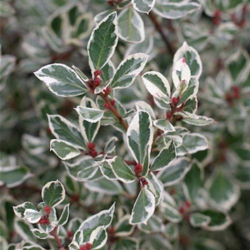 Rhamnus a. Argenteovariegata, Italian Buckthorn - Pb6.5 - Image 2