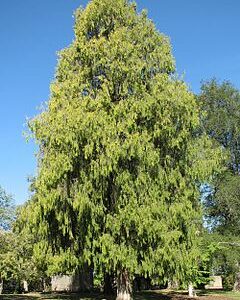 Cupressus funebris, Weeping Cypress - 35L