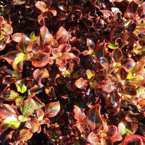Coprosma Scarlett O'Hara - 2.5Ltr (40/70) - Image 2