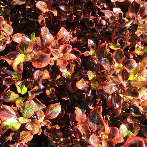 Coprosma Scarlett O'Hara - 2.5Ltr (40/70)
