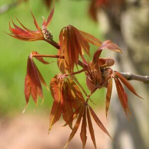 Aesculus indica, Indian Horse Chestnut - Pb18