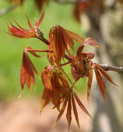 Aesculus indica, Indian Horse Chestnut - Pb18