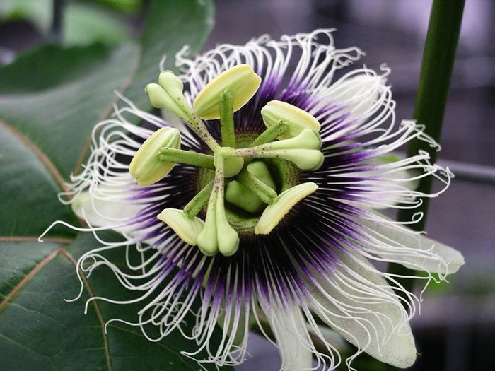 Passionfruit (black) - 3.5Ltr