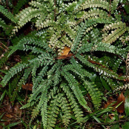 Adiantum hispidulum, Maidenhair Fern - 1.5Ltr