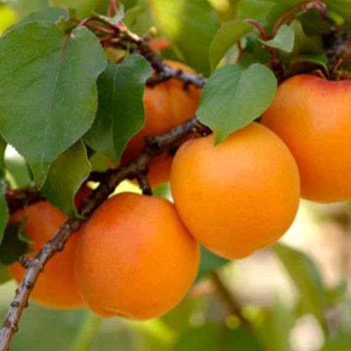 Apricot Clutha Gold - Pb18 - Image 2