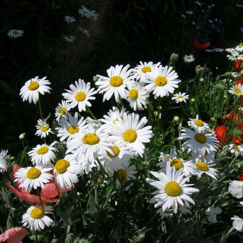 Leucanthemum maximum, Tall Shasta Daisy - Pb5