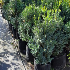 Buxus sempervirens - Pb28 (50/70)