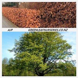 Fagus sylvatica, European Beech - Pb95