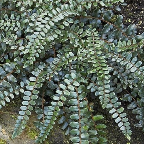 Pellaea rotundifolia, Button Fern - Pot