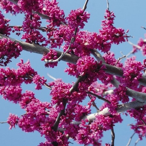Cercis x Oklahoma - Pb28 - Image 2