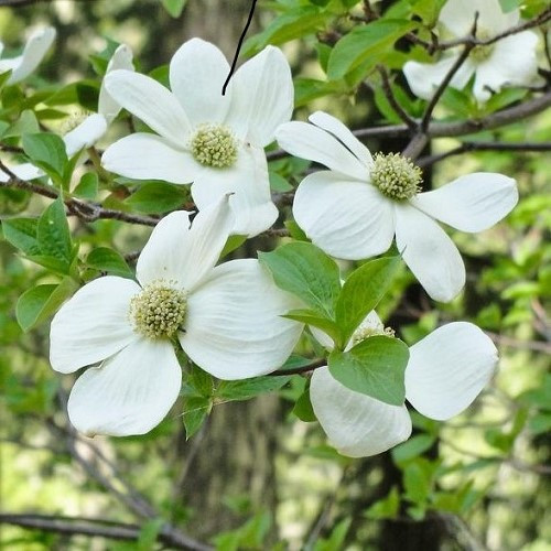 Cornus nuttallii - Pb40 - Image 2