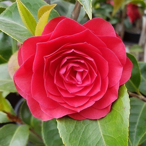 Camellia Roger Hall - Pb6.5 - Image 2