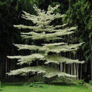 Cornus contraversa Variegata